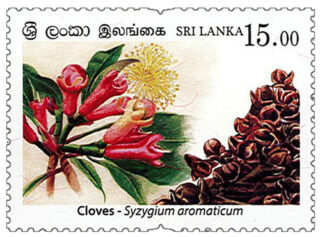 Spices of Sri Lanka - 2019 - Cloves (03/04)