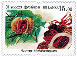 Spices of Sri Lanka - 2019 - Nutmeg (04/04)