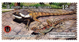 National Parks of Sri Lanka - Wasgamuwa National Park(1/6) - 2019(Painted lipped Lizerd)