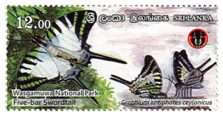 National Parks of Sri Lanka - Wasgamuwa National Park(2/6) - 2019(Five - bar Swordtail)