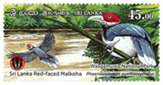 National Parks of Sri Lanka - Wasgamuwa National Park(6/6) - 2019(Sri Lanka Red - Faced Malkoha)