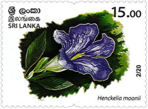 Wild species threatened by trade in Sri Lanka - 2020 - 02/20 (Henckelia moonii) - MNH
