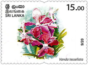 Wild species threatened by trade in Sri Lanka - 2020 - 09/20 (Vanda tessellata) - MNH