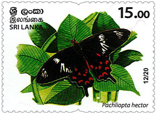 Wild species threatened by trade in Sri Lanka - 2020 - 12/20 (Pachliopta hector) - MNH