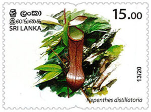 Wild species threatened by trade in Sri Lanka - 13/20 (Nepenthes distillatoria) - MNH